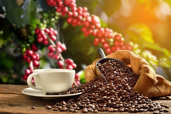 cà phê hữu cơ là gì và lợi ích sức khỏe